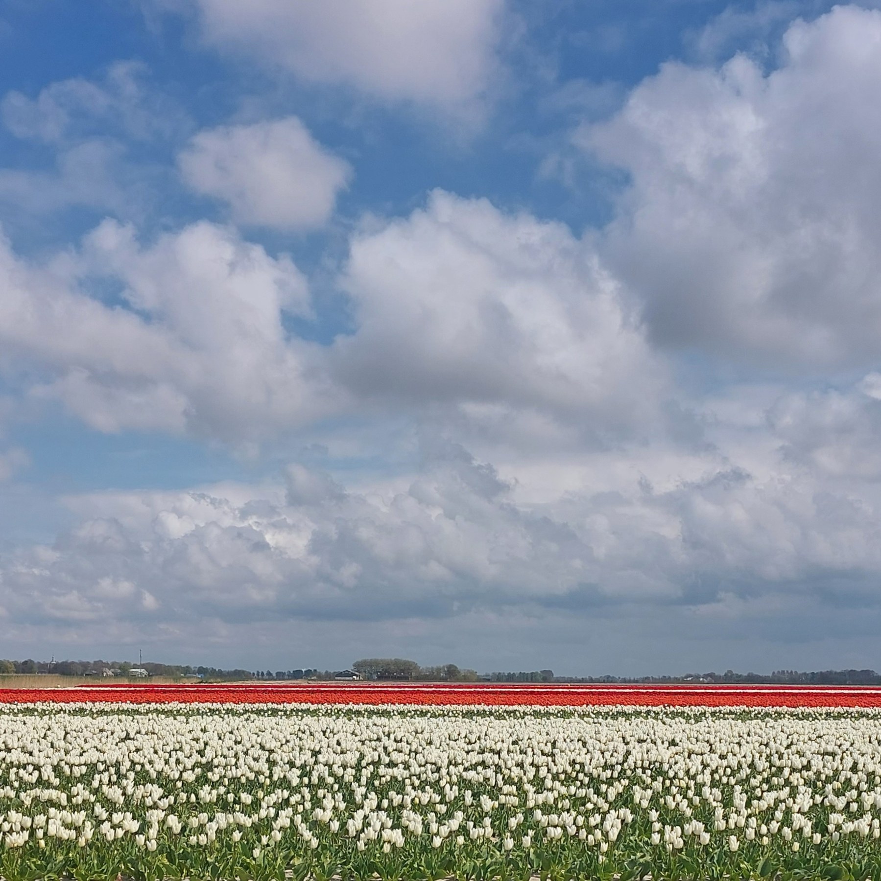 Bollenvelden in het voorjaar